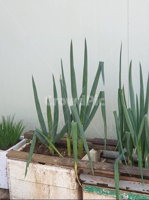 식물,파,사마귀,사마귀파,agavaceae,plant,식물,자연,plants,nature