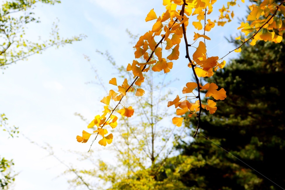 단풍,하늘,은행나무,홍천,가을,가을,계절,fall,autumn,season,plant,식물,leaf,잎,tree,나무