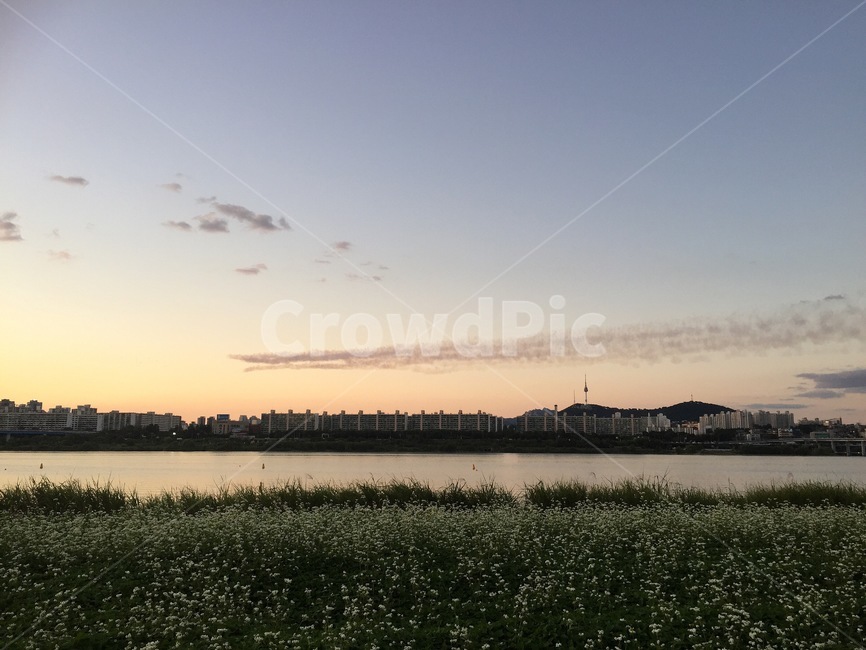 가을,한강,반포공원,메밀밭,피크닉,자연,풍경,nature,landscape,outdoors,옥외