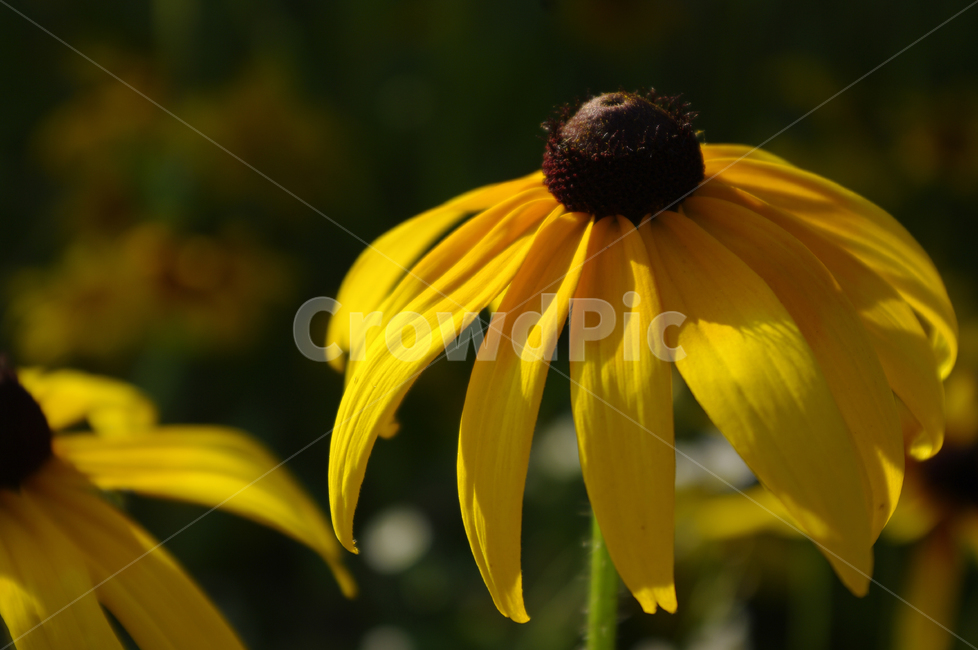 루드베키아,꽃,식물,flower,plant,식물,자연,plants,nature,꽃,flower