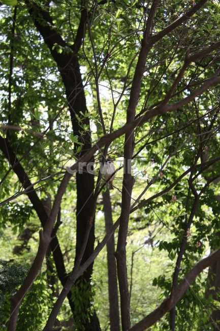 자연,초록,참새,숲,여유,동물,animal,조류,새,birds