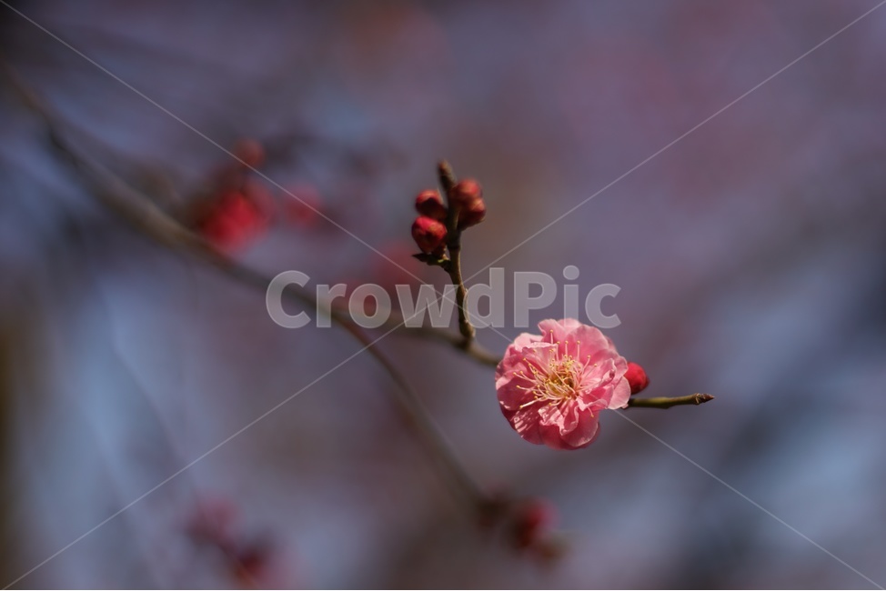 매화,홍매화,봄,봉원사,소식,분홍,봄,계절,spring,season,식물,자연,plants,nature,꽃,flower,plant