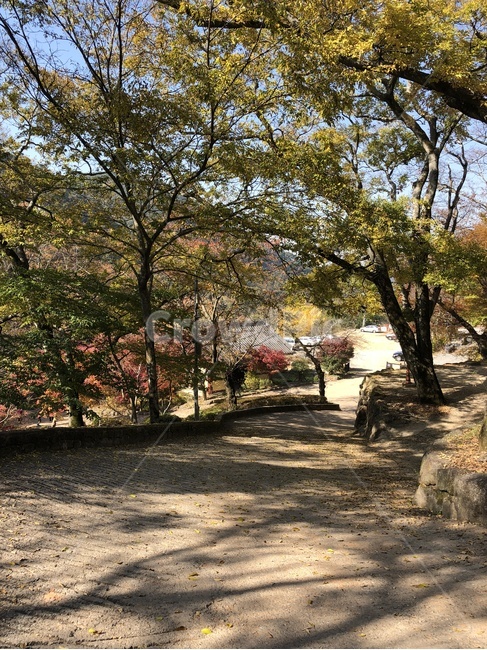 입구,등산로,산,길,내리막,오르막,그림자,나무,단풍나무,가을,계절,fall,load,season,entrance,광주,무등산,증심사,가을,계절,fall,autumn,season,tree,plant,식물,tree trunk,나무 줄기,ground,바닥
