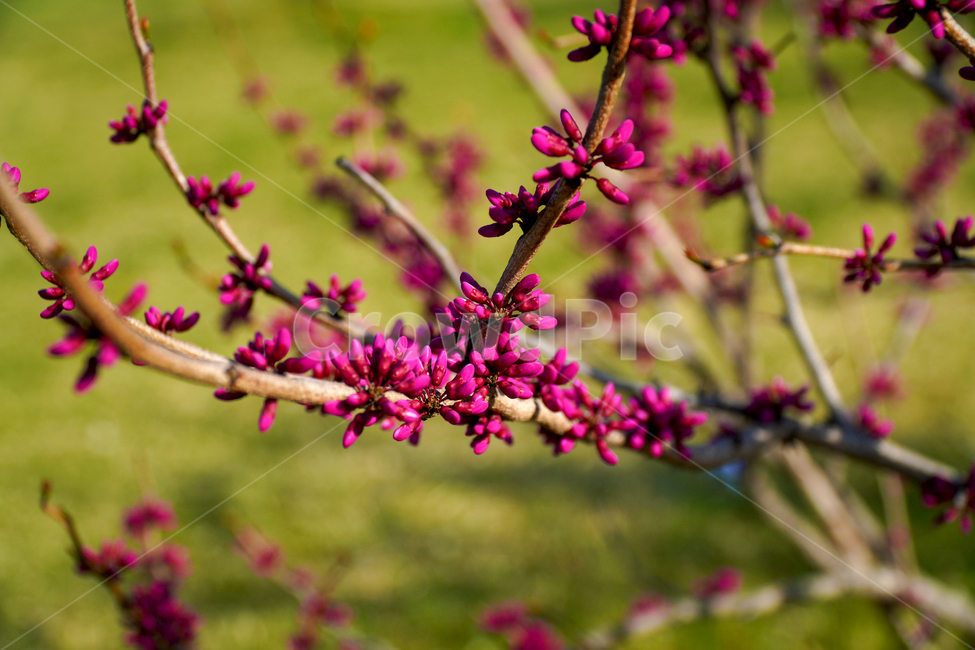 plant,식물,flower,blossom,꽃,식물,자연,plants,nature,꽃,flower