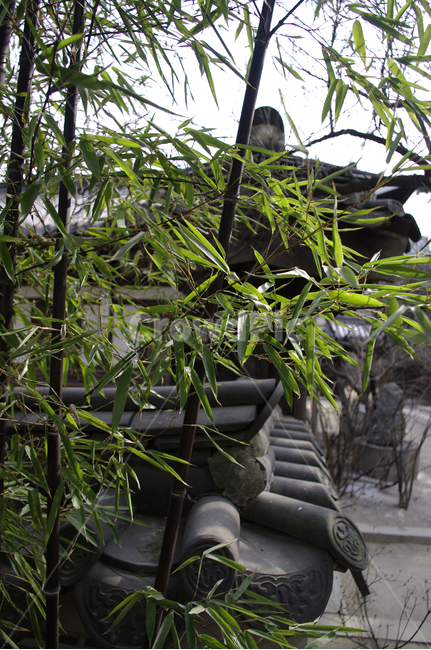 전통,tradition,담장,대나무,기와,한국전통,한국문화,korean traditional,korean culture
