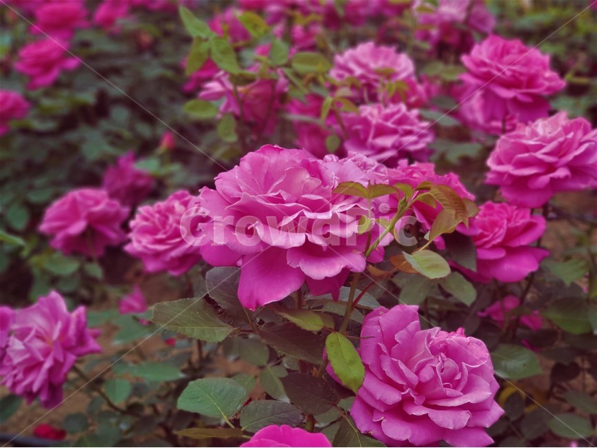 꽃,장미,정원,화원,식물,자연,flower,rose,garden,plant,nature,식물,자연,plants,nature,꽃,flower