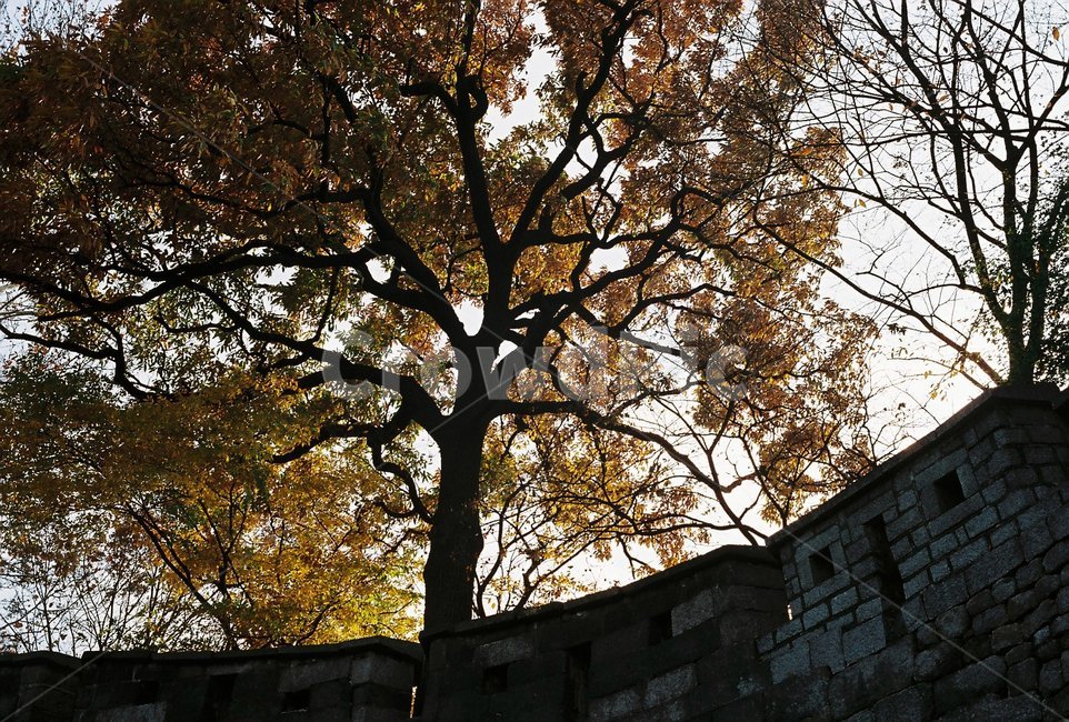 서울,필름,필름카메라,공원,은행나무,가을,계절,fall,autumn,season,자연,풍경,nature,landscape,tree,나무,plant,식물,tree trunk,나무 줄기