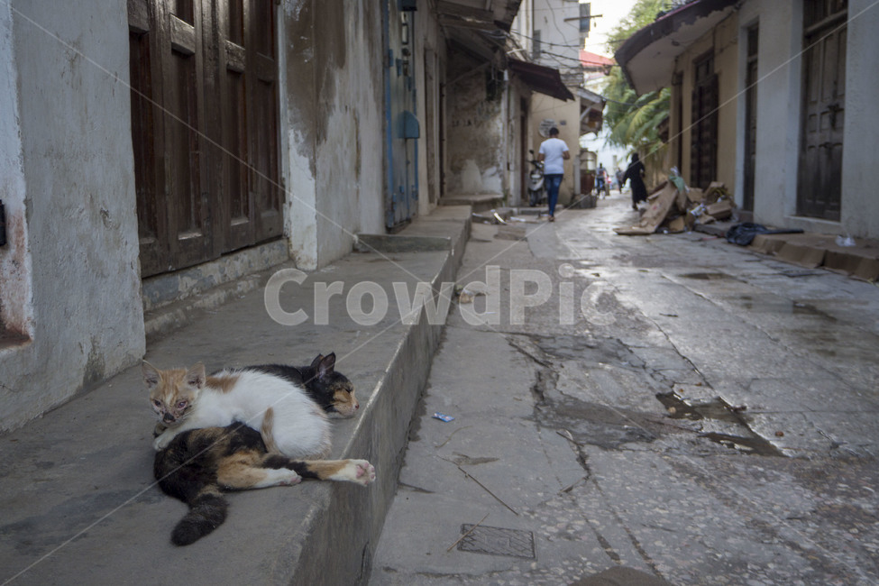 고양이,길고양이,길냥이,acat,거리,cats,골목길,alley,동물,animal,포유류,mammal,고양이,cat,kitten,kitty,flagstone,판석
