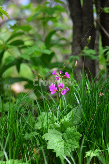 큰앵초,야생화,생태,식물,꽃,자연,힐링,플라워,wildflower,flower,plants,nature,season,감성,느낌,emotion,feeling,초본
