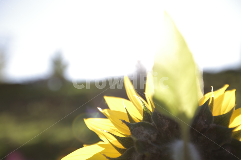 해바라기,꽃,자연,식물,여름,sunflower,flower,nature,summer,감성,감성사진,이미지,image,식물,자연,plants,nature,꽃,flower