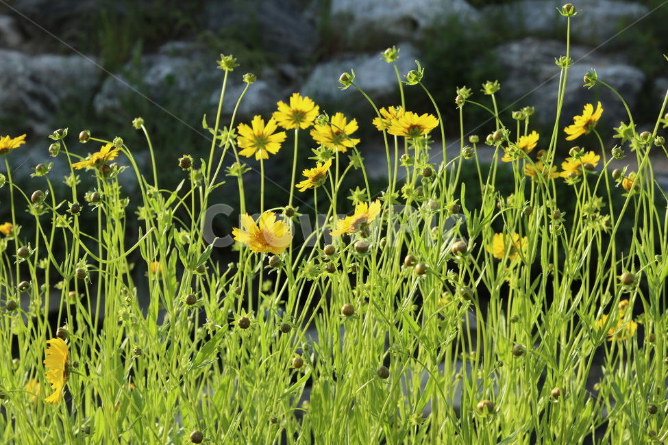 금계국,노랑,봄,풍경,아침,빛,식물,자연,plants,nature,꽃,flower