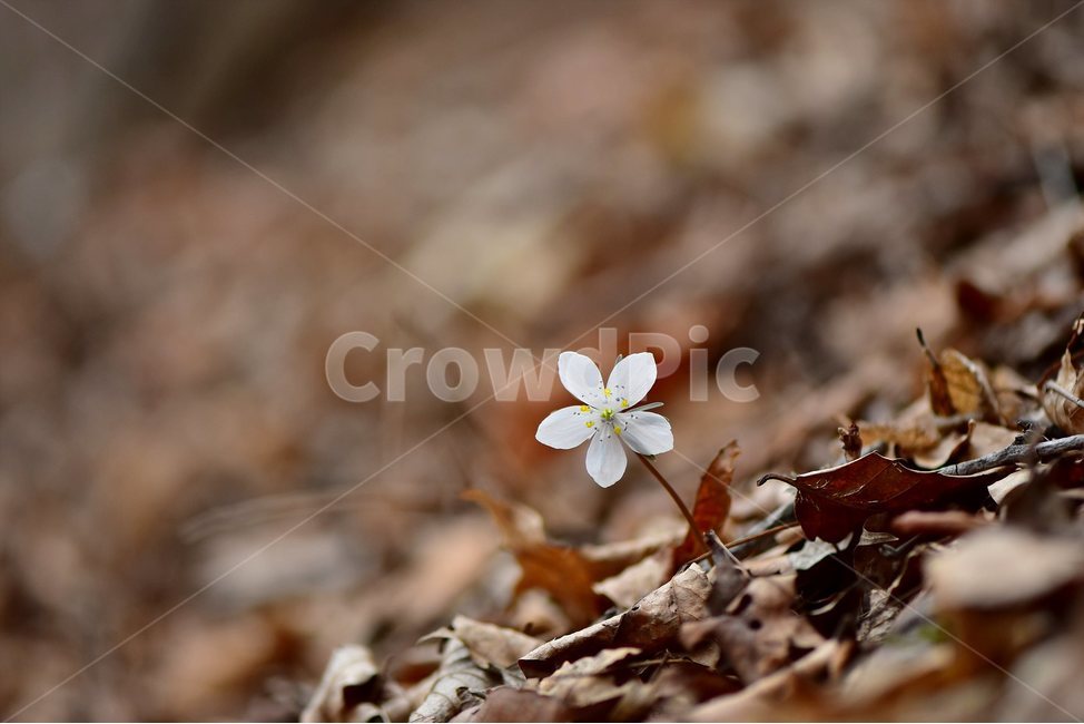 변산바람꽃,2018년,3월,야생화,꽃,생태,식물,자연,들꽃,산꽃,봄,감성,힐링,플라워,계절,시즌,wild,Flower,plants,nature,spring,season,배경,풀,초본,미나리아재비과,너도바람꽃속,flower,생태사진,봄꽃,자생지,경기도,식물,자연,plants,nature,꽃,flower