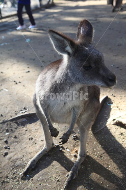 호주,동물원,캥거루,포유류,동물,동물,animal,포유류,mammal