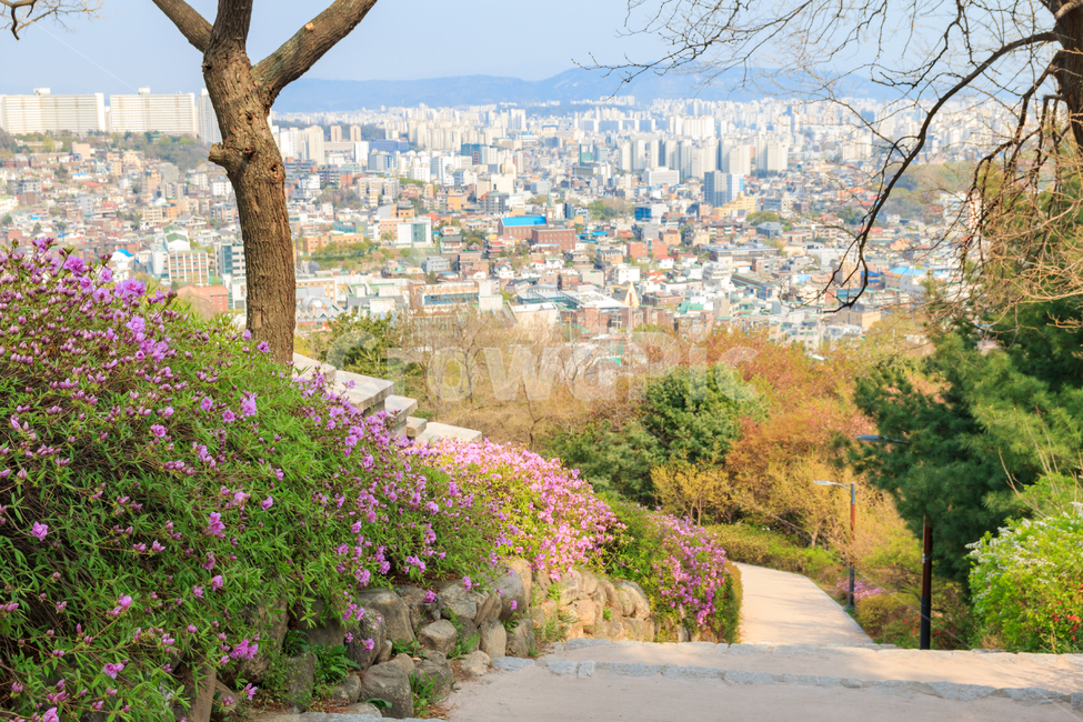 서울성곽,한양도성,도성,서울,성벽,한양,조선,한성,전통,건축,문화재,문화유산,방어,조선시대,조선왕조,여행지,관광지,풍경,경치,성곽,전경,도시,높은,비탈,산,경사,계단,진달래,봄,봄풍경,봄꽃,아름다운,자연,도시전경,건물,빌딩,산책,산책로
