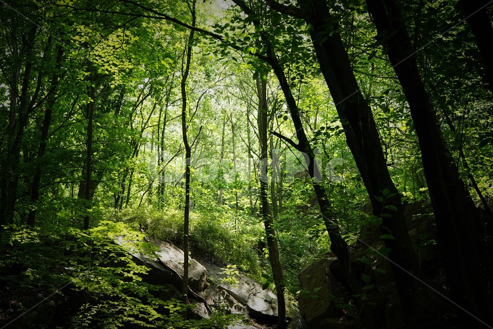 나무,초록,그늘,숲,신록,woods,green,shadow,forest,자연,nature,힐링,휴식,시원함,고요함,healing,relaxation,cool,calm,forestbathing,freshness,자연,풍경,nature,landscape,휴식,힐링,rest,relaxation,healing,plant,식물,vegetation,초목