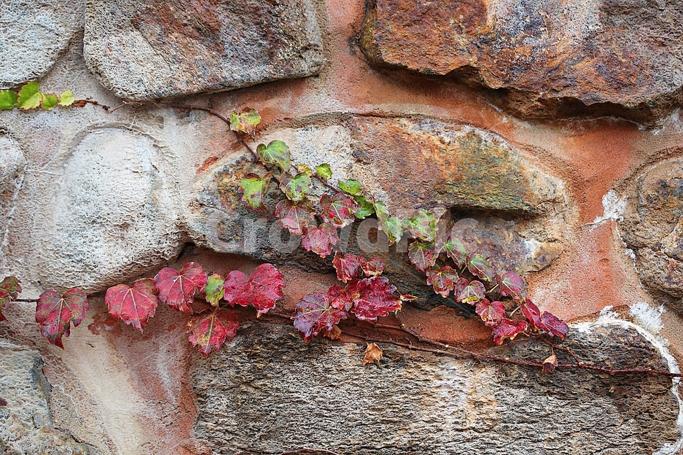 단풍,낙엽,가을,울긋불긋,나무잎,잎,식물,자연,식물,자연,plants,nature