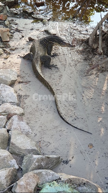 악어,코타키나발루,outdoor,모래,돌,파충류,양서류,reptile,amphibian