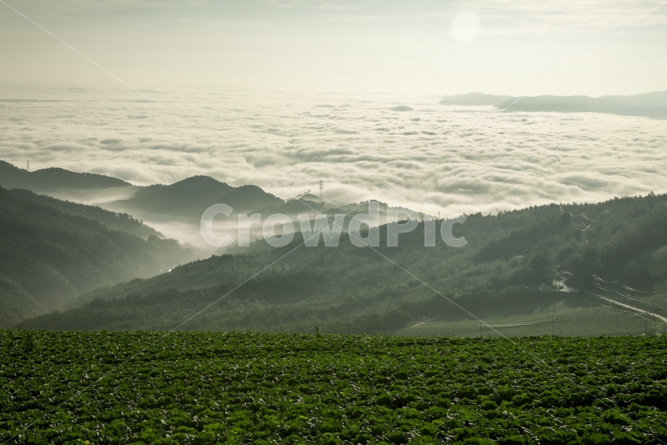 운해,산,일출,구름,강원도,새벽,배추밭,자연,풍경,nature,landscape,한국자연풍경,한국자연경관,korea nature landscape,outdoors,옥외,field,들