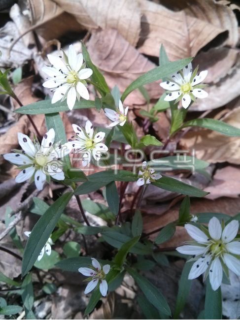 태자삼,꽃,야생화,식물,낙엽