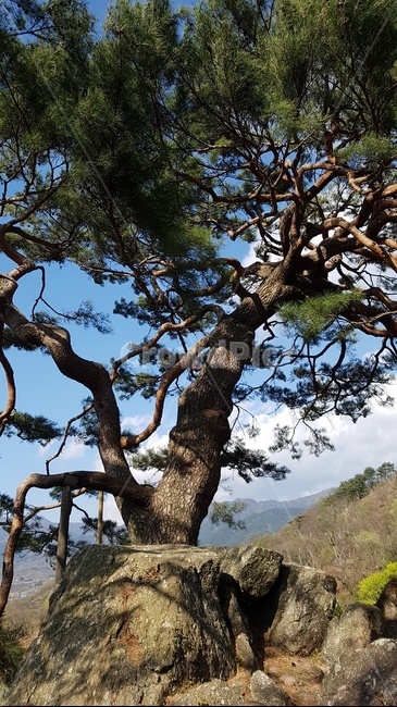 나무줄기,tree,나무,식물,plant