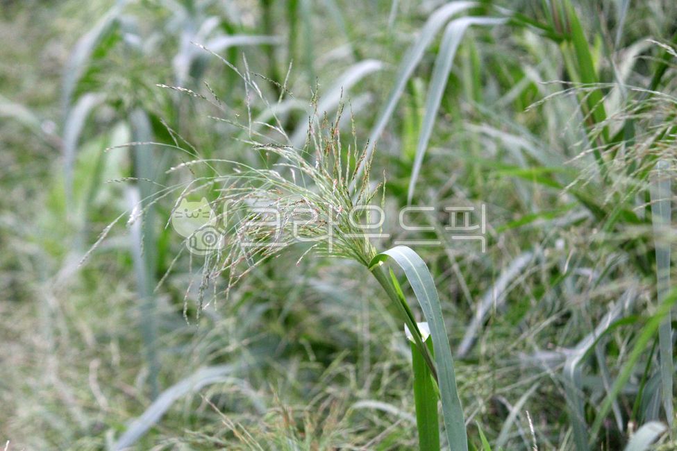 Americas Open Field,plant,Poaceae,naturalized plant