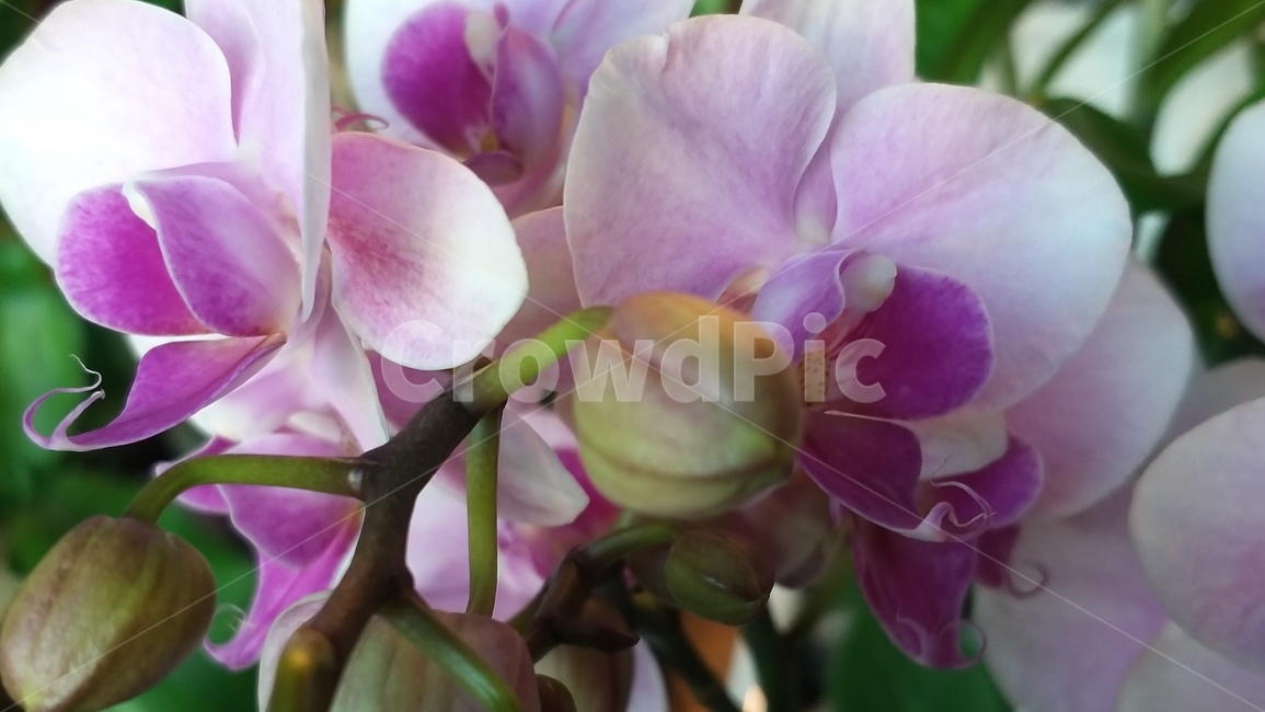 봄소식,봄꽃,예쁜꽃,plant,blossom,식물,flower,꽃,난꽂,spring,자연,계절,색상,색채,색감,season,웹용,꽃사진