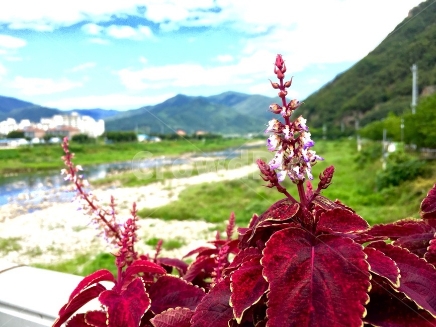 식물,잎,plant,leaf,꽃