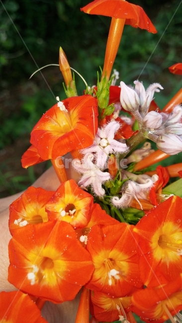 오렌지색,꽃,자연,들꽃,이쁘다,아름다운,colorful,orangecolor,flower,nature,roadflower,식물,자연,plants,nature,꽃,flower