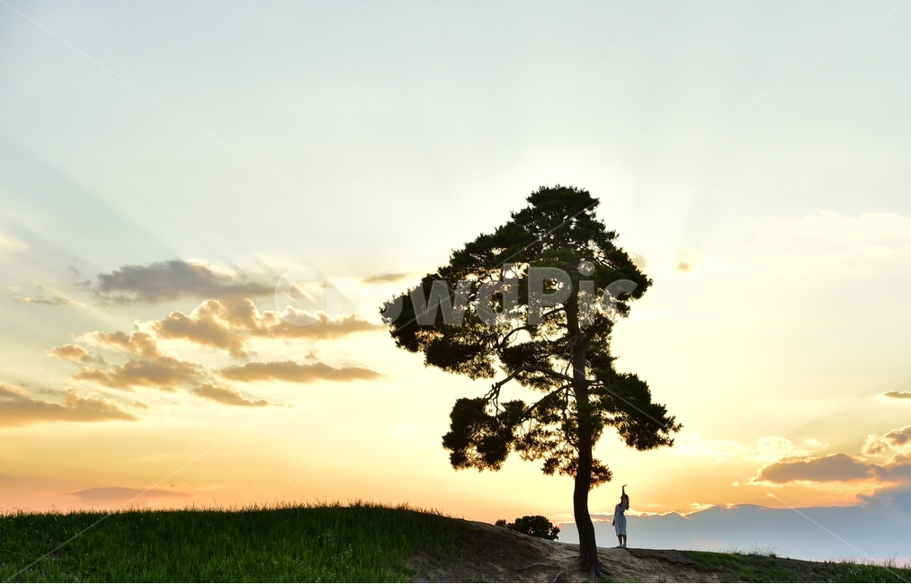 청주시,정북토성,왕따나무,대한민국,노을과여인,자연,풍경,nature,landscape,tree,나무,plant,식물,outdoors,옥외