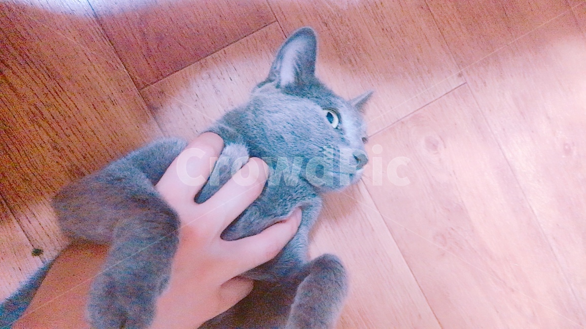 고양이,야옹,러시안블루,동물,귀여운
