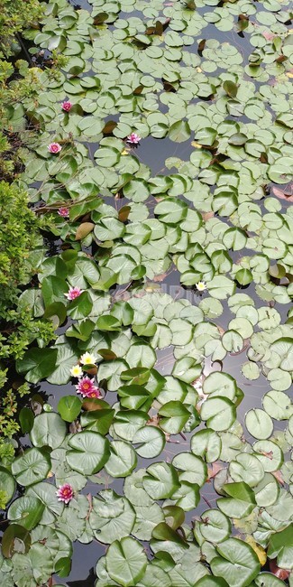 연잎,연꽃,호수,잉어,식물,자연,nature,동물,물고기,fish,flower