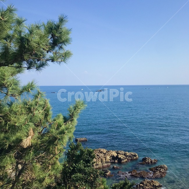 곶,나무,plant,해안가,바다,자연,물,ocean,sea