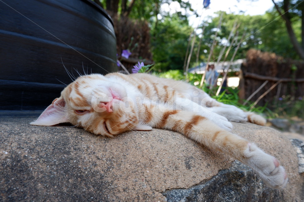 pet,animal,cat,sleep,cute,포유류,고양이,동물,귀엽다,잔다,동물,animal,포유류,mammal,고양이,cat,kitten,kitty