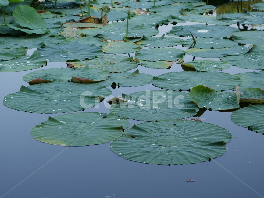 연잎,이슬,자연,풍경,식물,자연,풍경,nature,landscape,plant,flower,꽃,blossom,lily,백합