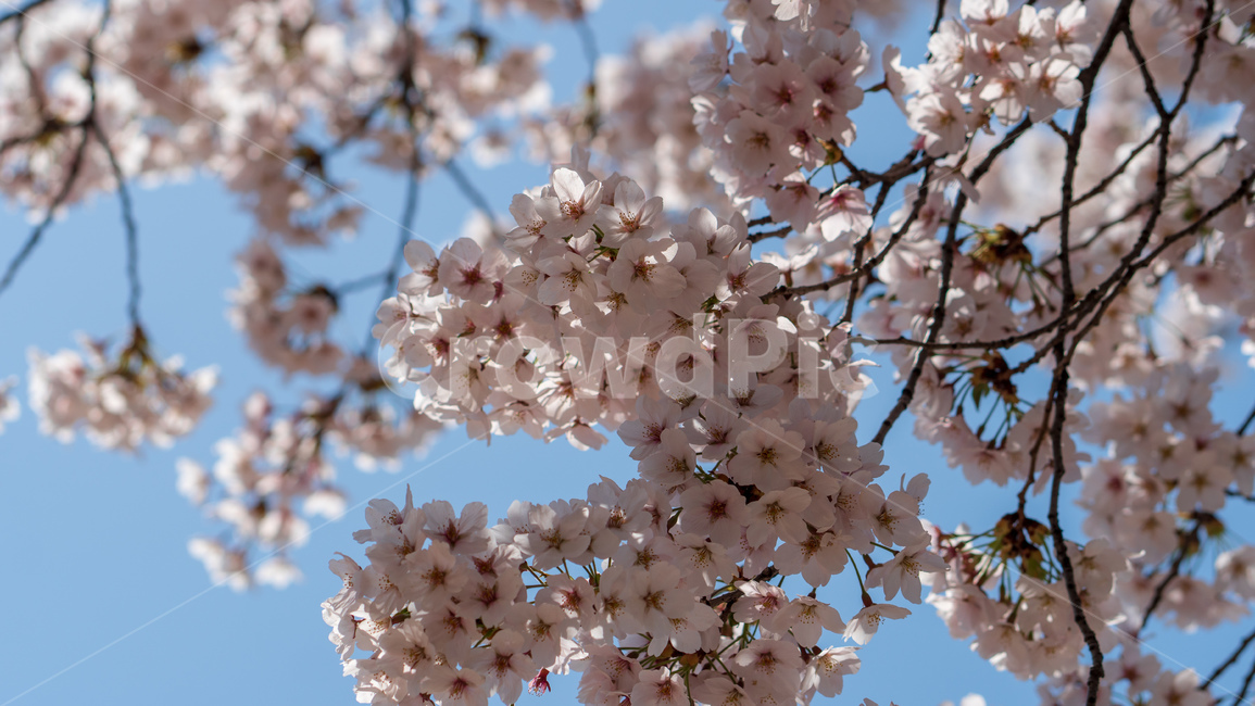 벚꽃,봄꽃,봄,자연,계절,season,spring,cherryblossoms,꽃축제,봄날,화려한,예쁜,핑크색,하얀색,파란색,파란하늘,flower,nature,garden,beautiful,공원,바탕,정원,봄하늘,나무,가로수