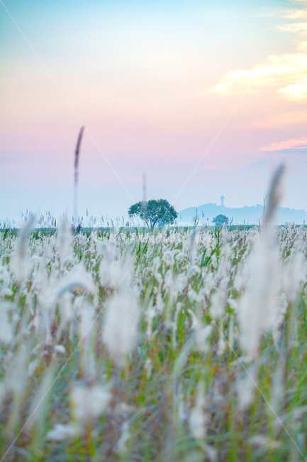 plant,식물,grass,잔디,field,들,자연,풍경,nature,landscape,식물,plants