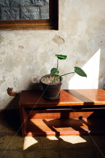 화분,빛,빛과그림자,인테리어,테이블,실내용화초,화분,화초,house plant,감성,sensible,feeling