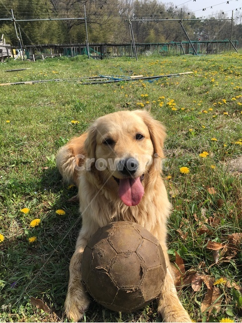 댕댕이,개,강아지,공,봄,민들레,동물,animal,포유류,mammal,개,강아지,dog,doggy