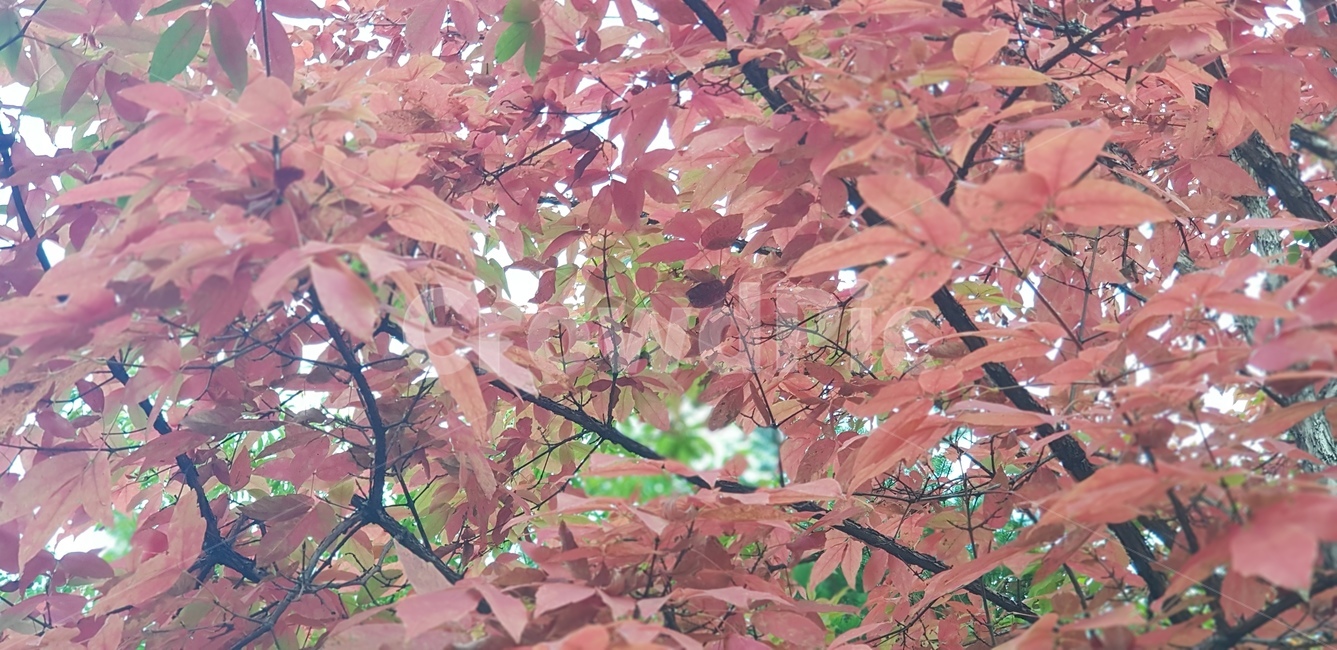 단풍,단풍잎,가을,나무,가지,나뭇잎,자연,풍경,계절,tree,plant,식물,잎