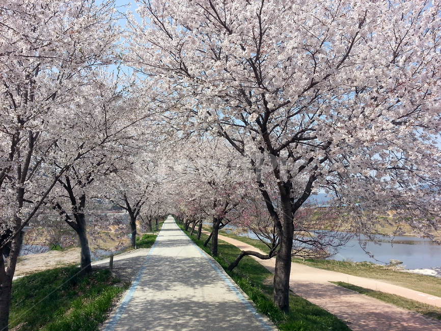 벚꽃,꽃,나무,봄,핑크,꽃길Korea,CherryBlossom