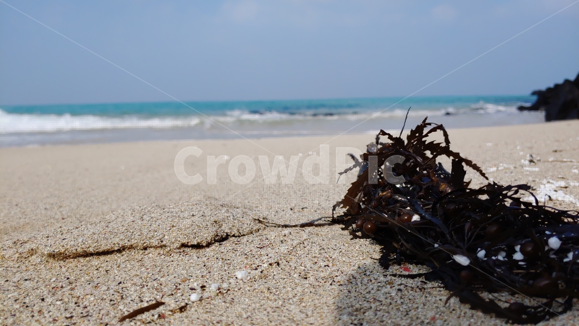 제주도함덕해변,제주도함덕해수욕장,hamdeokbeach,jejuisland,모래사장,해초,제주도