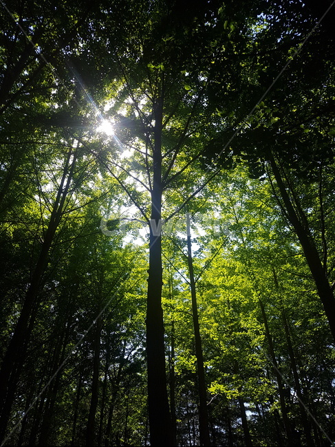빛,나무,숲,light,수양림,감성,갬성,자연,풍경,nature,landscape,flare,플레어