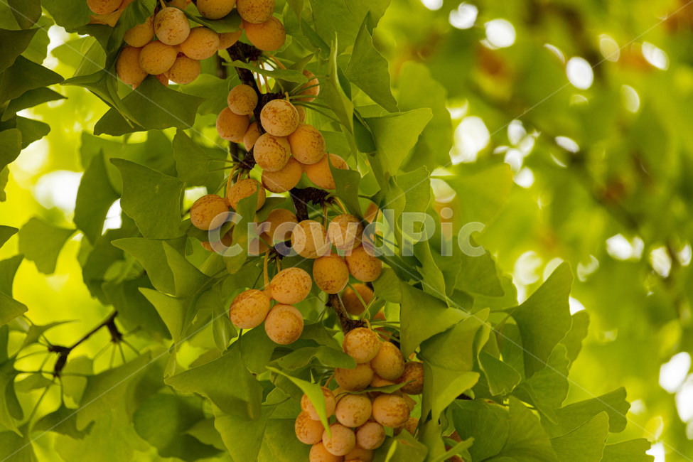 은행,은행나무,은행열매,은행나무열매,은행잎,ginkgo,가을,계절,fall,autumn,season,나무,trees,wood,과일,열매,fruit,plant,식물,leaf,잎,food,음식,grapes,포도