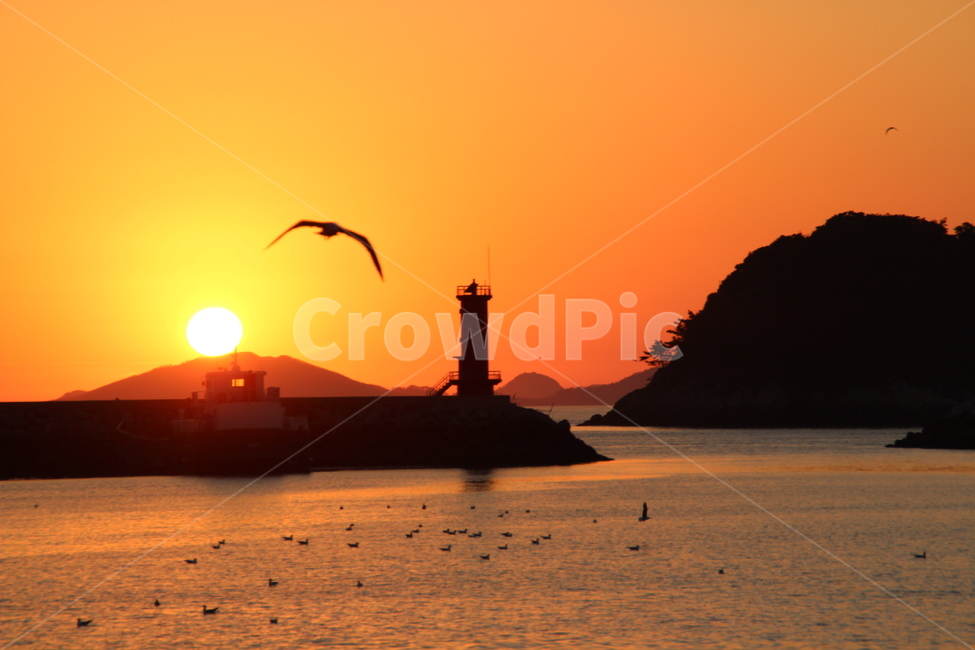 일몰,갈매기,물결,분홍,등대,등대,lighthouse,동물,animal,조류,새,birds,실루엣,그림자,silhouette,shadow,bird