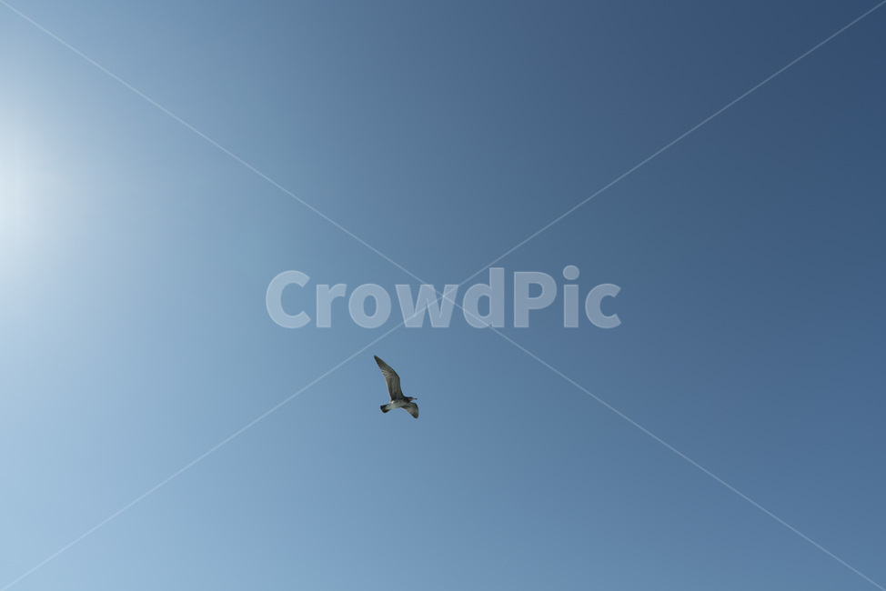 갈매기,하늘,날개,날개짓,비행,새,조류,날다,자유,동물,동물,animal,조류,새,birds