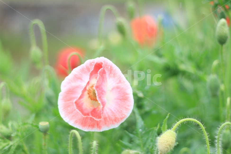 여름,시작,양귀비,위로,꽃,식물,자연,plants,nature,꽃,flower