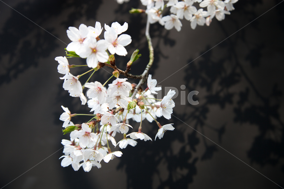 벚꽃,검은배경,그림자,꽃,분홍