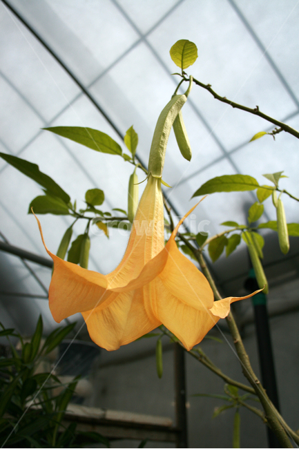 엔젤트럼펫,식물,flower,plants,nature,꽃,꽃봉오리,화원,식물,자연,plants,nature,꽃,flower