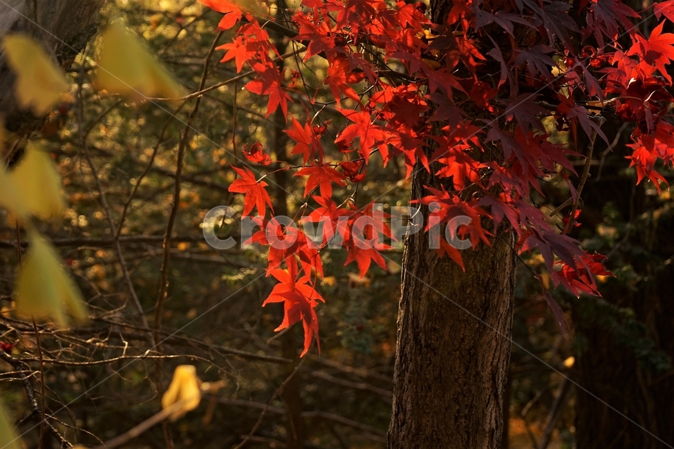 가을,자연,은행잎,단풍잎,계절,단풍,단풍나무,화려함,가을풍경,autumn,fall,autumnleaves,plant,nature,나무,븕은색,maple,red,season,colorful,느낌,감성,trees,branches,울긋불긋,자연mapletree,yellow,backlight,역광,가을,계절,fall,autumn,season,식물,자연,plants,nature,나무,trees,wood,leaf,잎,tree