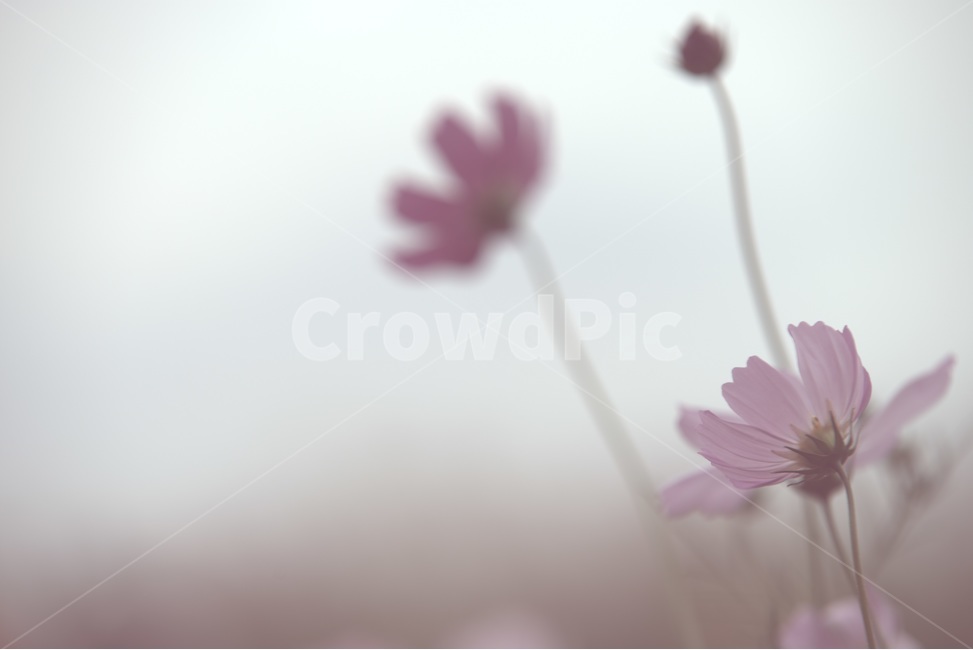 코스모스,가을,외로움,쓸쓸함,순수,cosmos,가을,계절,fall,autumn,season,식물,자연,plants,nature,꽃,flower,감성,sensible,feeling,plant